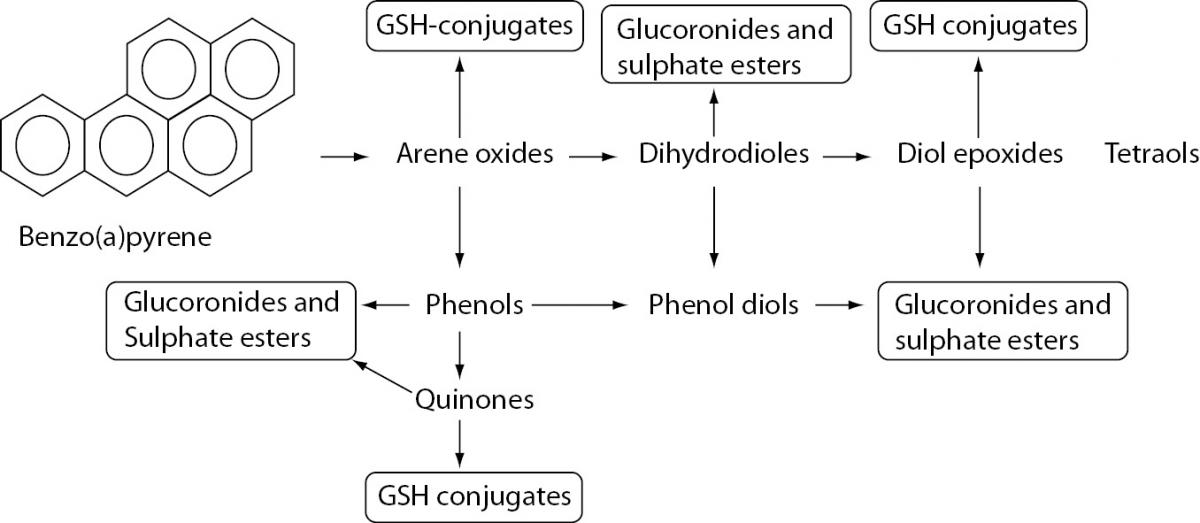 Full article: Abiotic transformation of polycyclic aromatic