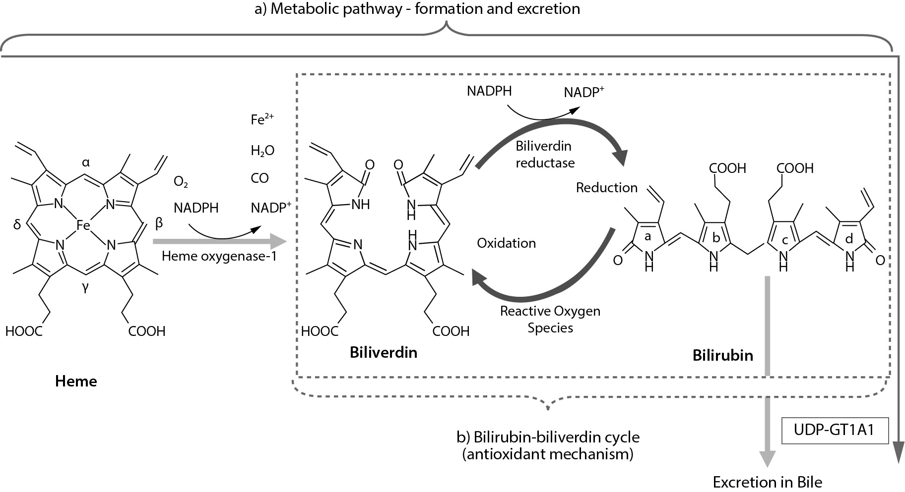 Bilirubin – new insights into an old molecule